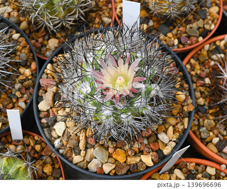 A cactus of the genus Mammillaria A cactus of the genus Mammillaria 139696696