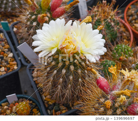 Thelocactus leucacanthus is a flowering cactus with large pale yellow flowers Thelocactus leucacanthus is a flowering cactus with large pale yellow flowers 139696697