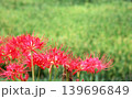 秋の野原に咲いた彼岸花 139696849