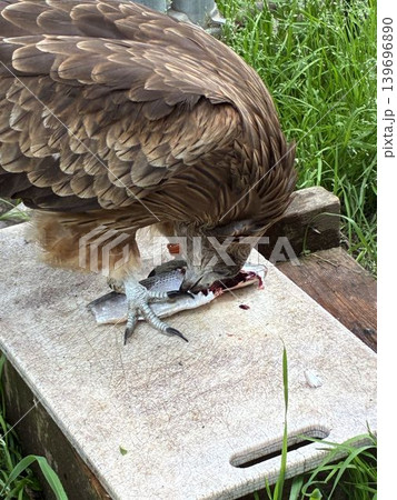 市川市福栄の野鳥病院で保護されエサの魚を食べるトビ 139696890