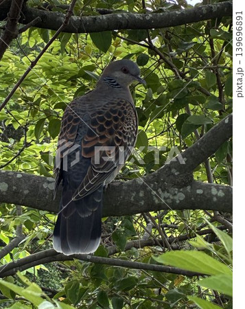緑豊かな森の木に止まるキジバト 鮮やかな木漏れ日と野鳥の生態 139696891
