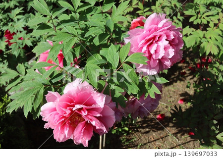 牡丹の花 牡丹の花 139697033