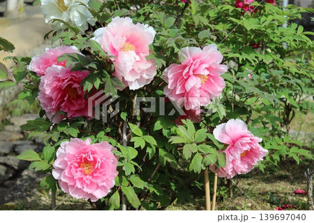 牡丹の花 牡丹の花 139697040