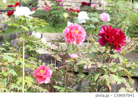 牡丹の花 139697041