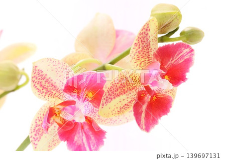 ミニ胡蝶蘭 赤いスポットの入った花 明るい背景 ミニ胡蝶蘭 赤いスポットの入った花 明るい背景 139697131
