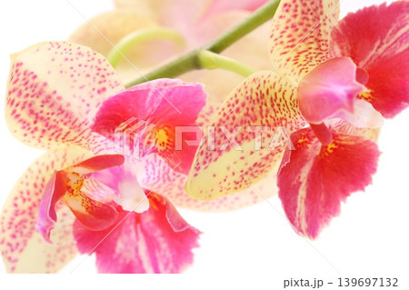 ミニ胡蝶蘭　赤いスポットの入った花　明るい背景 139697132