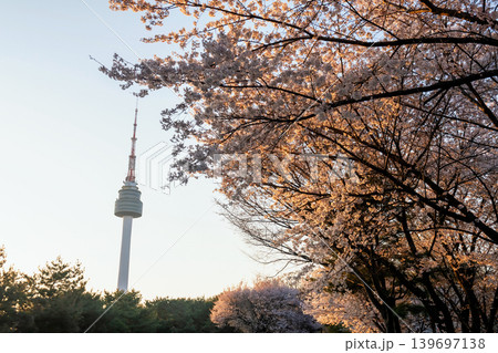 Seoul tower against white cherry blossom at sunset, Korea Seoul tower against white cherry blossom at sunset, Korea 139697138