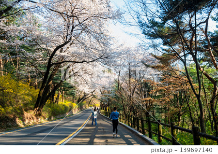 people at Namsan Dulle-gil trails view cherry blossom, Seoul 139697140