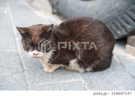 Portrait of Stray angry cat by bus wheel in park, Busan 139697147