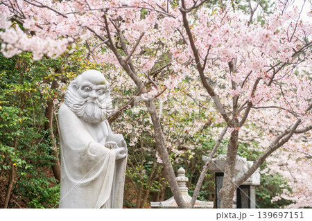 Bodhidharma Monk by cherry tunnel in Haedong Yonggungsa Temple, Busan Bodhidharma Monk by cherry tunnel in Haedong Yonggungsa Temple, Busan 139697151