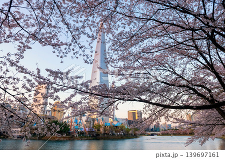 cherry blossom at Seokchon Lake in springtime, Seoul, Korea cherry blossom at Seokchon Lake in springtime, Seoul, Korea 139697161