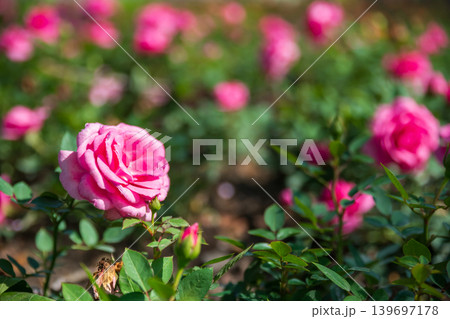 Pink rose flower in garden at springtime, Shanghai Pink rose flower in garden at springtime, Shanghai 139697178