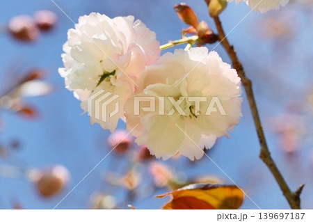 フゲンゾウ　普賢象　八重咲の桜の花　クローズアップ 139697187