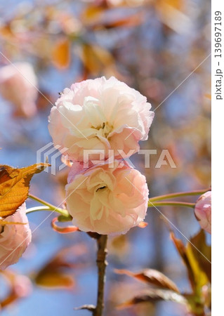 フゲンゾウ　普賢象　八重咲の桜の花　クローズアップ 139697189