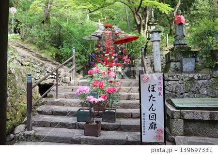 牡丹の花 牡丹の花 139697331