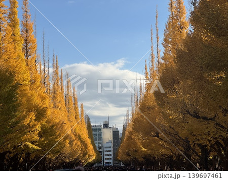 イチョウ並木 紅葉 日本の絶景 イチョウ並木 紅葉 日本の絶景 139697461