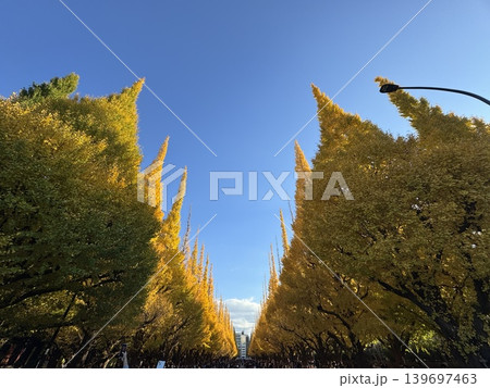 イチョウ並木 紅葉 日本の絶景 イチョウ並木 紅葉 日本の絶景 139697463