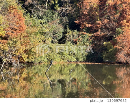 紅葉　日本の絶景 139697685