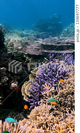 Dreamy coral reef scene with colorful chromis and lemon damselfish in lush turbinaria and acroporia corals in clear waters. Dauin, Philippines 139697777