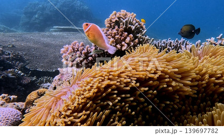 A pink skunk anemonefish emerging from a colony of sea anemone amidst coral reef in Dauin, Philippines A pink skunk anemonefish emerging from a colony of sea anemone amidst coral reef in Dauin, Philippines 139697782