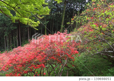 金尾山のヤマツツジ（埼玉県大里郡寄居町） 139698051