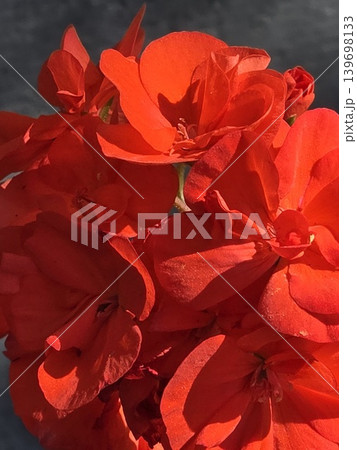 Close-up of a blooming red Pelargonium inflorescence with green leaves. Close-up of a blooming red Pelargonium inflorescence with green leaves. 139698133