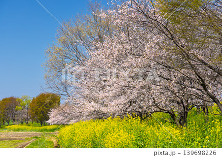 埼玉県熊谷市相上 和田吉野川沿いの桜リバーサイドパーク(大里桜堤) ソメイヨシノ桜並木と菜の花 埼玉県熊谷市相上 和田吉野川沿いの桜リバーサイドパーク(大里桜堤) ソメイヨシノ桜並木と菜の花 139698226