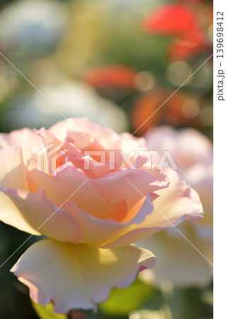 春の薔薇園で日差しを浴びるピンクと白の薔薇の花 春の薔薇園で日差しを浴びるピンクと白の薔薇の花 139698412