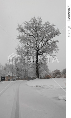 Lone snow-covered tree standing next to residential street after winter blizzard. 139699071