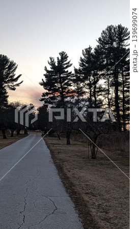 Empty paved road running alongside tall pine trees at sunset. 139699074