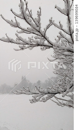 Snow-covered tree branches close up during heavy winter blizzard. 139699084