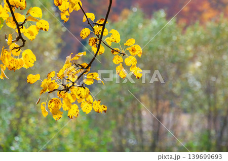 lush fall foliage background on a sunny day. wonderful view of a colorful leaves on the branch. deciduous forest in autumn season. trees in fall colors. yellow and orange foliage 139699693