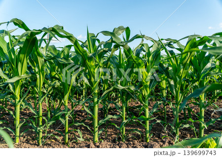 Corn plants stand tall in rows across the field, reaching for sunlight and growing in warm weather during the summer months 139699743