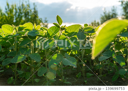 Soybean plants are growing in a field with sunlight shining down. The sky is clear and trees are visible in the background Soybean plants are growing in a field with sunlight shining down. The sky is clear and trees are visible in the background 139699753