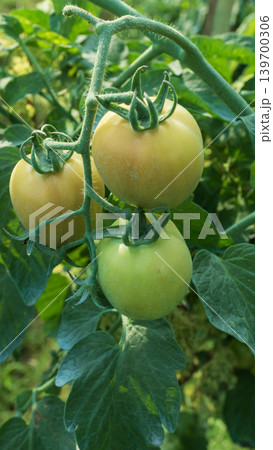 Fresh green and unripe tomatoes growing on the vine in a local plantation. Fresh green and unripe tomatoes growing on the vine in a local plantation. 139700306