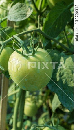 Fresh green and unripe tomatoes growing on the vine in a local plantation. Fresh green and unripe tomatoes growing on the vine in a local plantation. 139700313