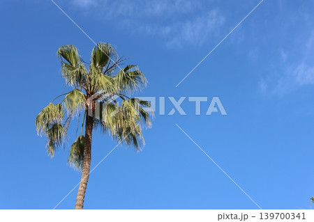 A tall palm tree rises against a vivid blue sky with light wisps of clouds. 139700341