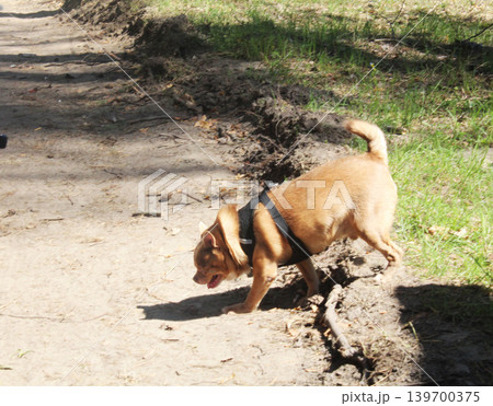Fluffy French Bulldog Crossing the Road. Fluffy French Bulldog Crossing the Road. 139700375