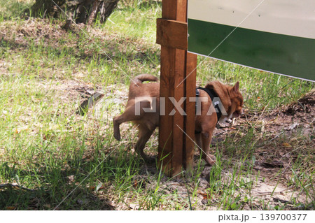 Dog peeing on a pole tree on the background of grass. Dog peeing on a pole tree on the background of grass. 139700377