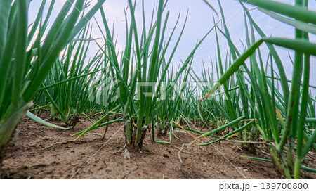Beautiful green onion fields with water irrigation ditch, agricultural landscape. Beautiful green onion fields with water irrigation ditch, agricultural landscape. 139700800
