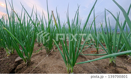 Beautiful green onion fields with water irrigation ditch, agricultural landscape. Beautiful green onion fields with water irrigation ditch, agricultural landscape. 139700801