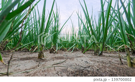 Beautiful green onion fields with water irrigation ditch, agricultural landscape. Beautiful green onion fields with water irrigation ditch, agricultural landscape. 139700802