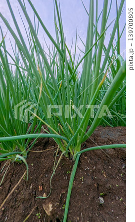 Beautiful green onion fields with water irrigation ditch, agricultural landscape. 139700805