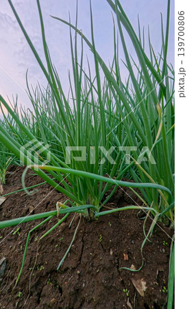 Beautiful green onion fields with water irrigation ditch, agricultural landscape. 139700806