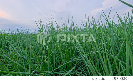 Beautiful green onion fields with water irrigation ditch, agricultural landscape. Beautiful green onion fields with water irrigation ditch, agricultural landscape. 139700809