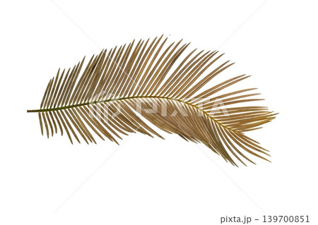 Dried golden brown palm leaves, tropical botanical element isolated. Dried golden brown palm leaves, tropical botanical element isolated. 139700851