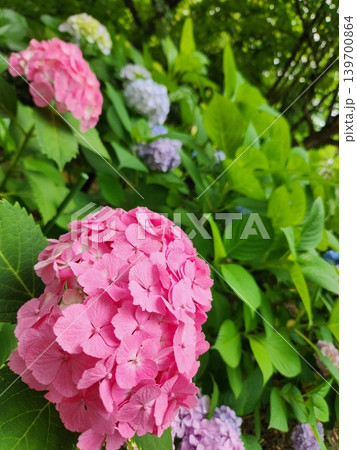紫陽花の季節 紫陽花の季節 139700864