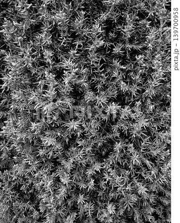 Pattern of leaves, needles on a sprigs of coniferous tree black and white for vertical story Pattern of leaves, needles on a sprigs of coniferous tree black and white for vertical story 139700958