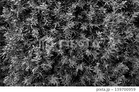 Black and white texture of small leaves and cones on a decorative tree branches Black and white texture of small leaves and cones on a decorative tree branches 139700959