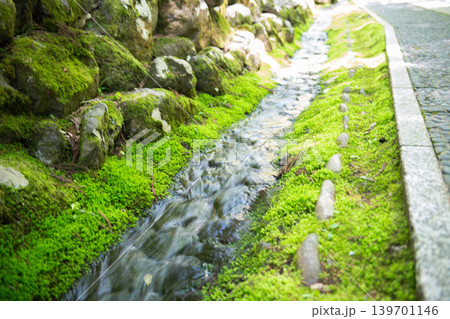 苔むした小道 苔むした小道 139701146